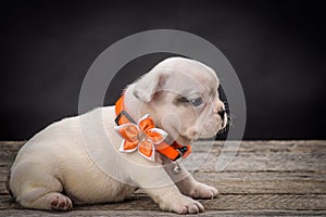 French bulldog small age puppy