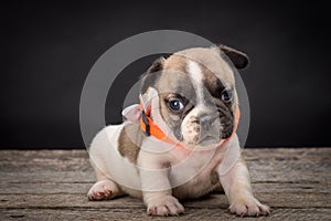 French bulldog small age puppy