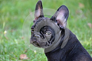 French bulldog photo