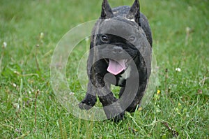 French bulldog photo