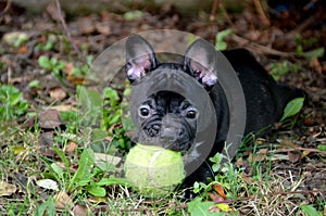 French bulldog photo