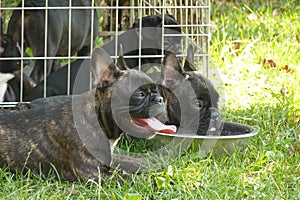 French bulldog photo