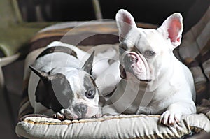 French bulldog on sofa