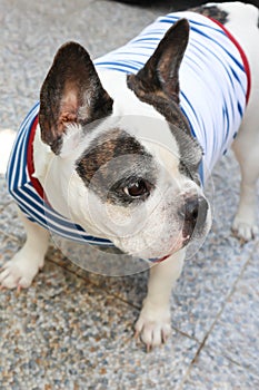 french bulldog or squint-eyed french bulldog