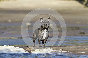 French bulldog stands on the beach waterline ready for action