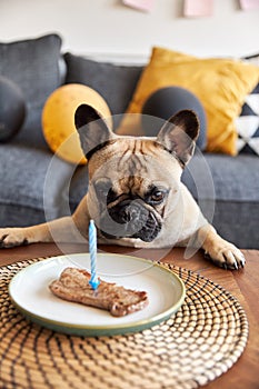 French bulldog with a steak on a plate