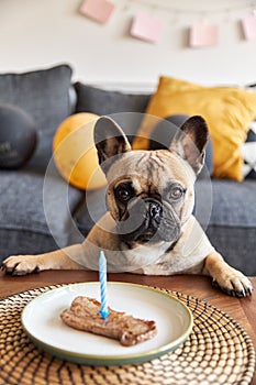 French bulldog with a steak on a plate