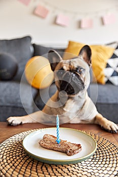 French bulldog with a steak on a plate