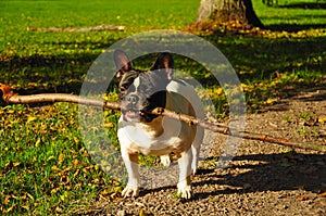 French bulldog with stick