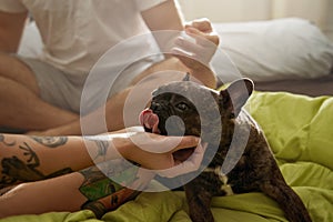 French bulldog stuck out his tongue while his owners stroking him