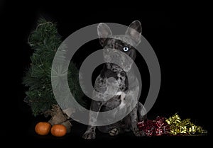 French bulldog in studio