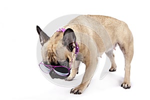 French bulldog with sunglasses