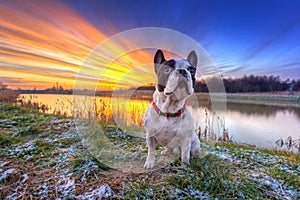French bulldog at sunrise