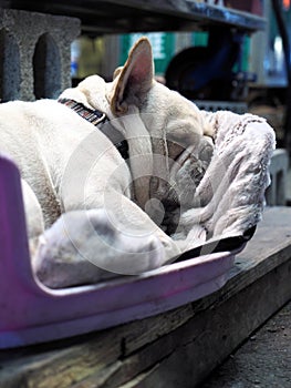 A French bulldog taken at Yizhong Street, Taichung