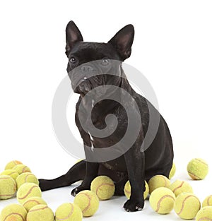 French bulldog with tennisballs,