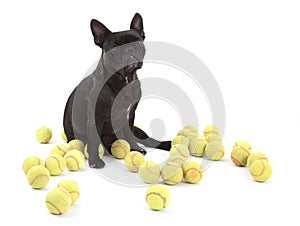 French bulldog with tennisballs,