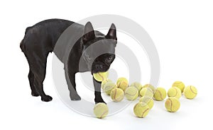 French bulldog with tennisballs, isolated