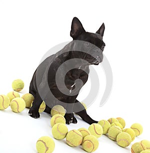 French bulldog with tennisballs, isolated