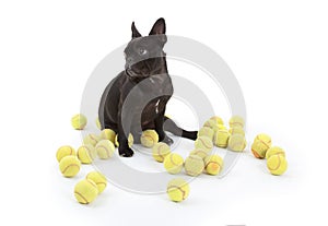 French bulldog with tennisballs, isolated