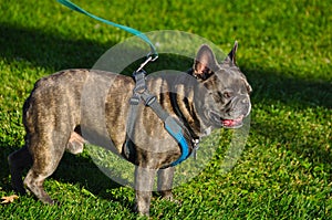 A French Bulldog in Thousand Oaks, CA