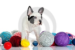 French bulldog with threadballs isolated on white background dog
