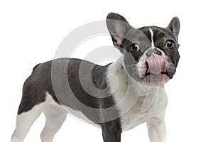 French bulldog touching his nose with tongue