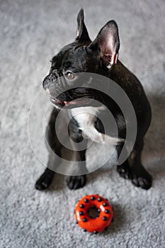 French bulldog and toy at home