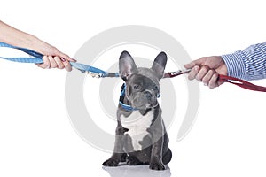 French bulldog with two hands divorce