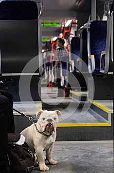 French bulldog in ubahn, subway in Vienna Austria looking at camera