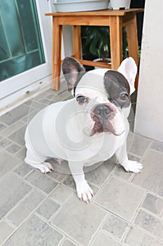 French bulldog, unaware French bulldog at home or dog