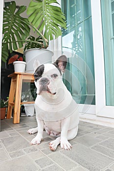 French bulldog, unaware French bulldog at home or dog