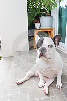 French bulldog, unaware French bulldog at home or dog