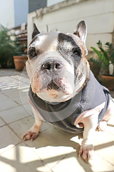 French bulldog, unaware French bulldog