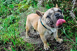 A french bulldog very happy