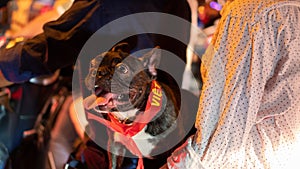 French bulldog with Vietnamese football ribbon on owner`s laps