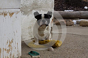 French Bulldog waiting on a carpet