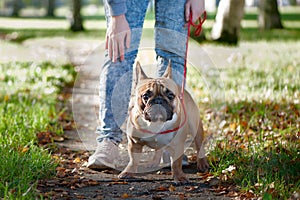 French bulldog walks in the autumn park photo