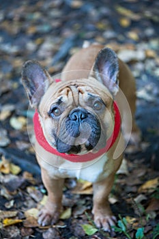 French bulldog walks in the autumn park photo