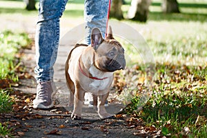 French bulldog walks in the autumn park photo