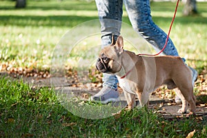 French bulldog walks in the autumn park photo