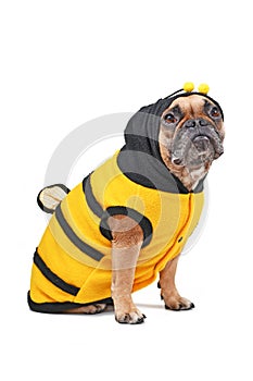 French Bulldog wearing Halloween bee dog costume isolated on white background photo