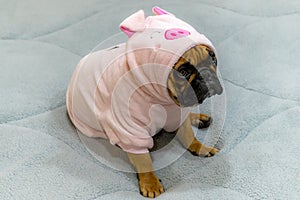 French Bulldog Wearing Pink Sweatjacket