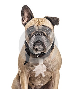 French Bulldog wearing a scarf, isolated