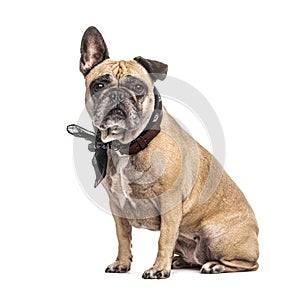 French Bulldog wearing a scarf, isolated