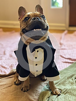 French bulldog wears custom made tuxedo in home