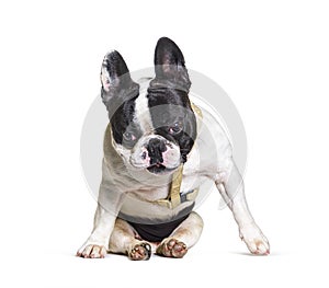 French bulldog in a weird position