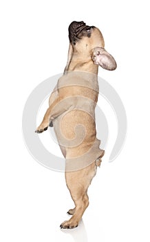 French Bulldog on a white background