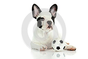 French bulldog on white background football