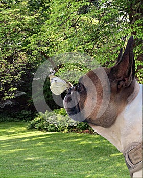 French bulldog with a white butterfly on his nose in a big park