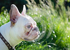 French bulldog white dog face close-up top view